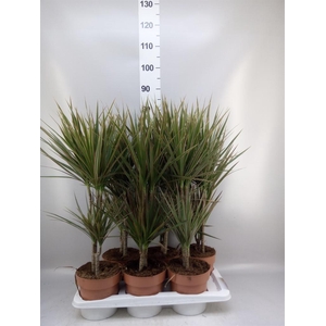 Dracaena marg. 'Bicolor'