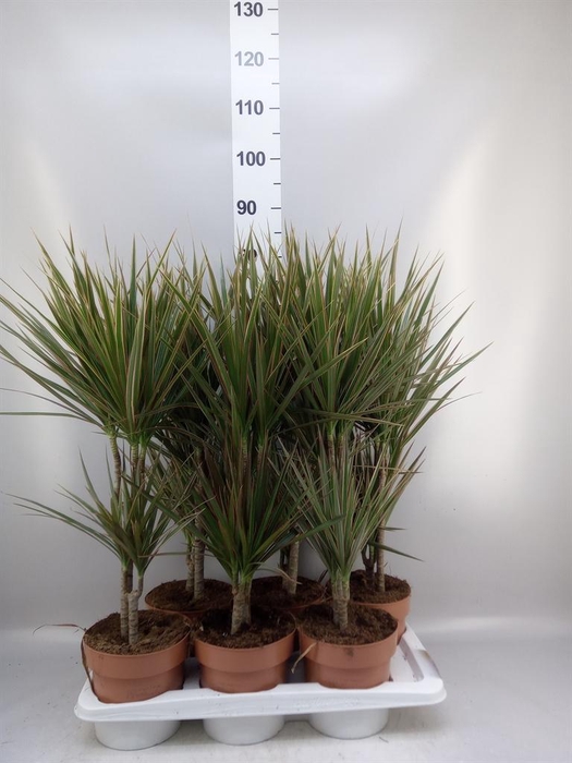 <h4>Dracaena marg. 'Bicolor'</h4>