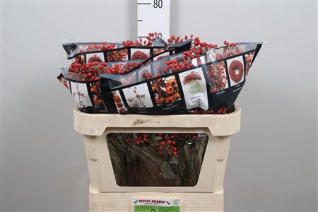 <h4>Rosa Aut Rosefruits (orange)</h4>