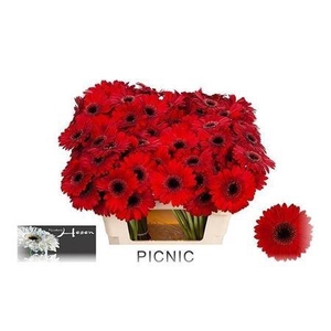Ge Mi Picnic