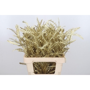 Grevilea Ivanhoe Kl Bh Goud