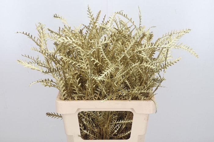 <h4>Grevilea Ivanhoe Kl Bh Goud</h4>