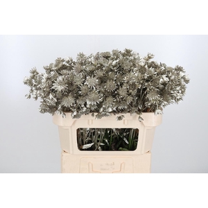 Astrantia Kl Bh Platina