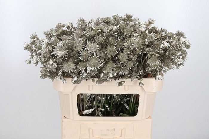 <h4>Astrantia Kl Bh Platina</h4>