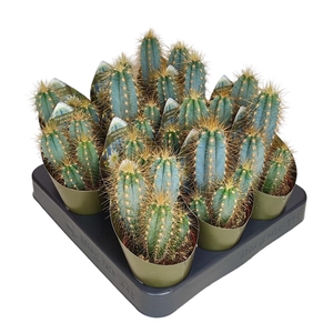 PILOSOCEREUS AZUREUS - POT Ø 6,5 WITH POTCOVER (CACTUS)