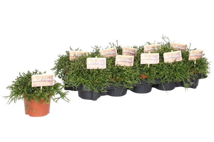 Rhipsalis bacci. Oasis 10,5 cm