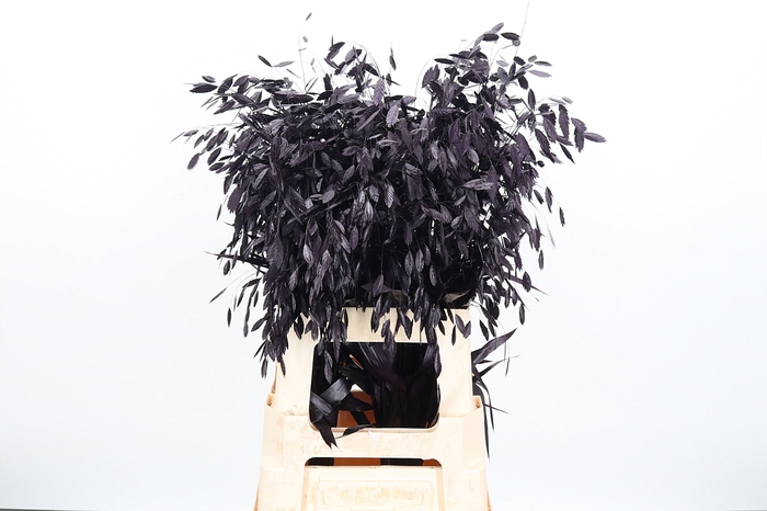 <h4>Chasmantium Kl Bh Aubergine</h4>