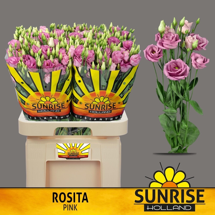 <h4>EUS G ROSI ROSE PINK</h4>