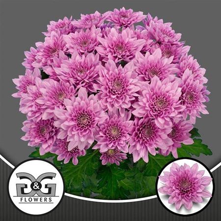 <h4>Chrysanthemum (Indicum Grp) tros Suavecito</h4>