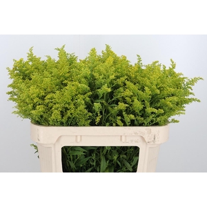 Solidago Tara
