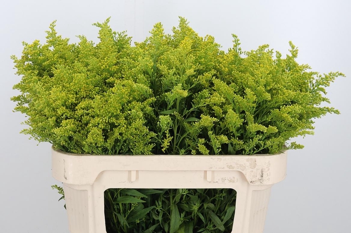 Solidago Tara