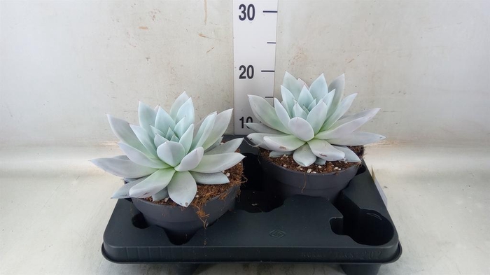 <h4>Echeveria  'Mexican Giant'</h4>