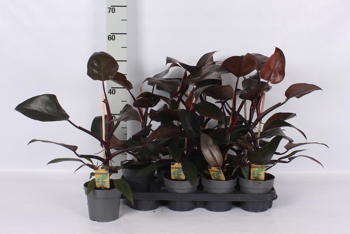 <h4>PHIL OVERIG</h4>