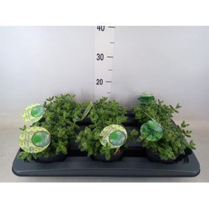 Delosperma echinatum