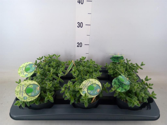 <h4>Delosperma echinatum</h4>