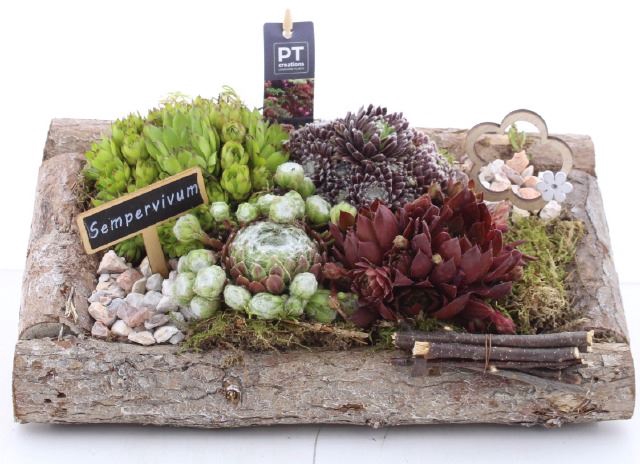 <h4>ARR SEMPERVIVUM</h4>