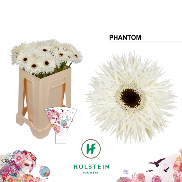<h4>Gerbera Spider Phantom</h4>