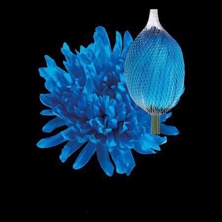 <h4>Chr G Antonov Light Blue</h4>