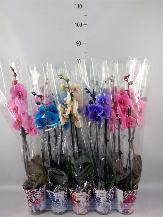 <h4>Phalaenopsis   ...</h4>