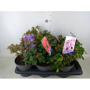 Rhododendron   ...dwarf shapes