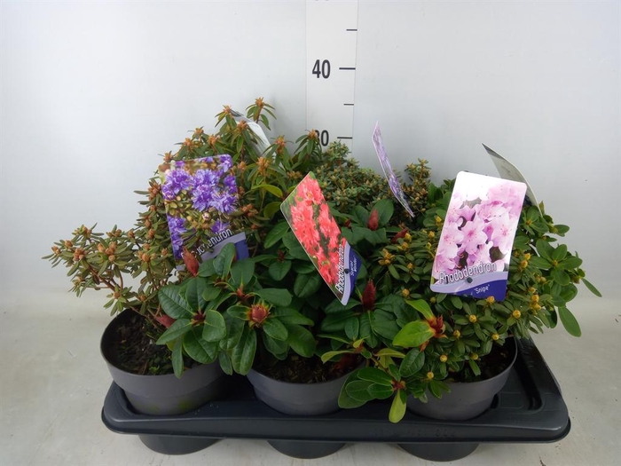 <h4>Rhododendron   ...dwarf shapes</h4>