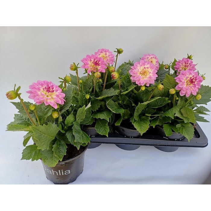 <h4>DAHL D MAXI PINK BLA</h4>