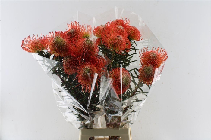 <h4>Leuco Co Succession</h4>