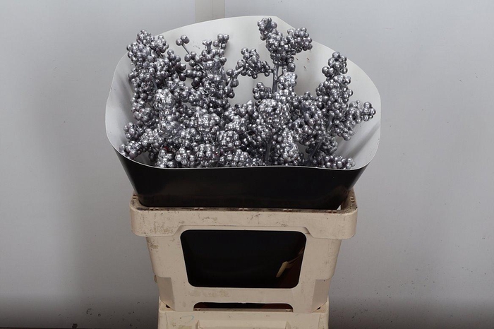 <h4>Ilex Wx Zilver Xl</h4>