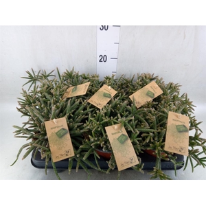 Rhipsalis baccifera subsp. horrida