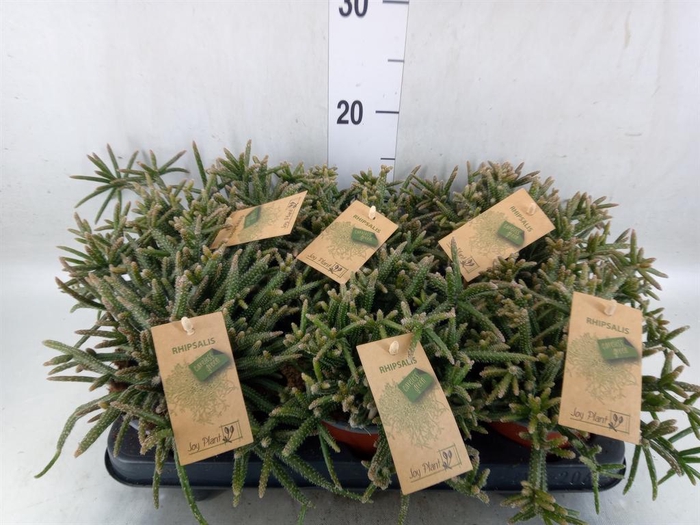 <h4>Rhipsalis baccifera subsp. horrida</h4>