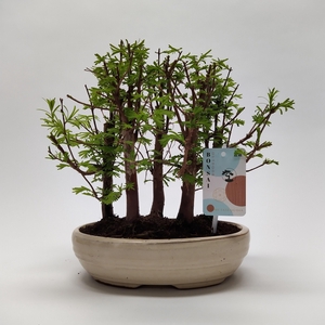 Metasequoia Forest 'Oval' 22 cm