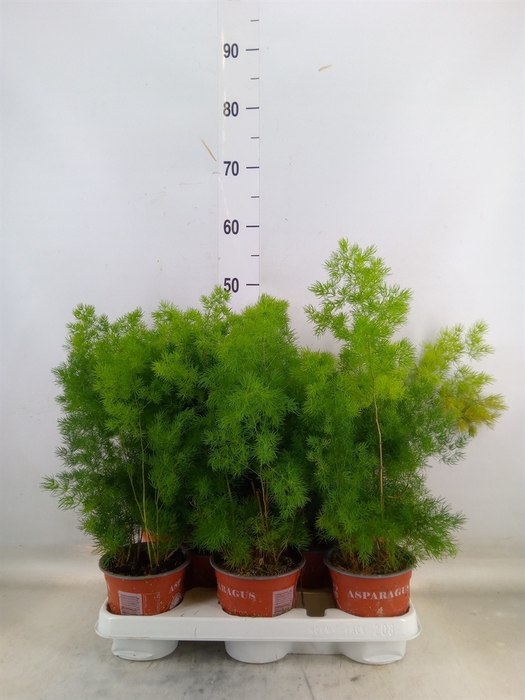 <h4>Asparagus umbellatus</h4>