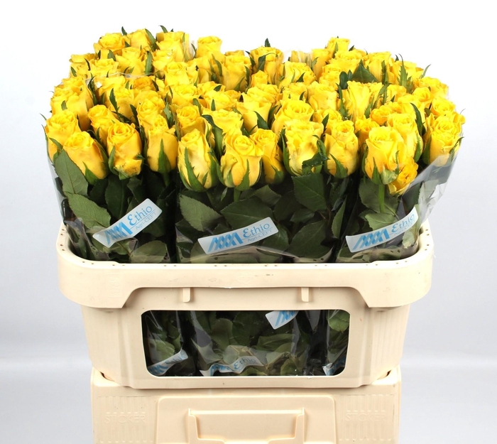 <h4>R GR RISE & SHINE</h4>