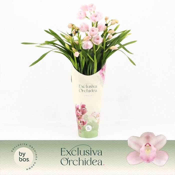 <h4>Cymbidium, Pink Bell 4-spike P14 'Exclusiva Orchidea' Potcover</h4>