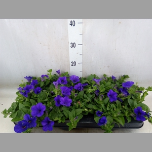 Petunia  'Surfinia Blue'