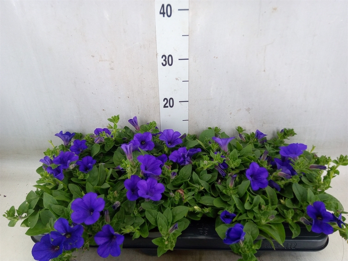 <h4>Petunia  'Surfinia Blue'</h4>