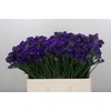 Limonium sinuatum Navy Sun Birds