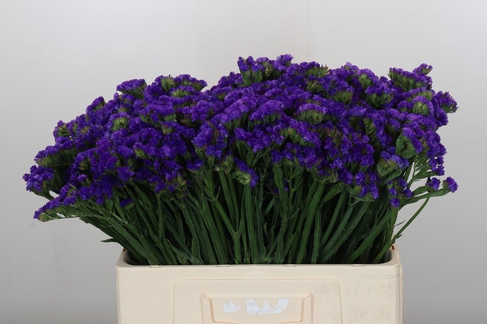 Limonium sinuatum Navy Sun Birds