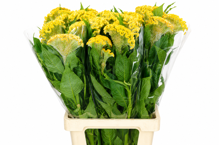 <h4>Celosia Cr Bombay Yellow</h4>