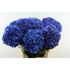 Hydr M Pimpernel Blue 80-23