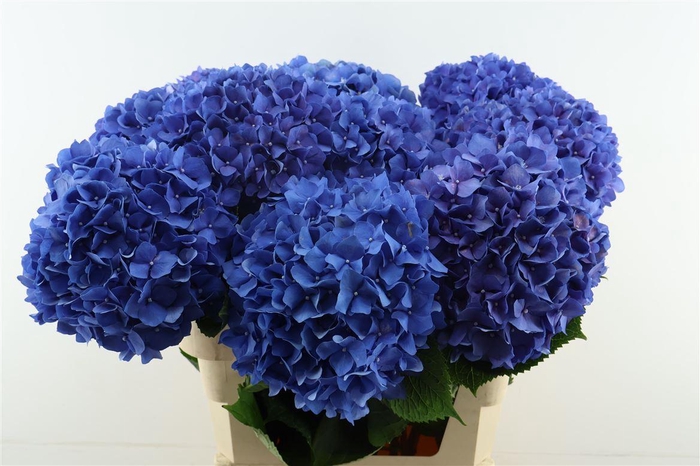 <h4>Hydr M Pimpernel Blue 80-23</h4>