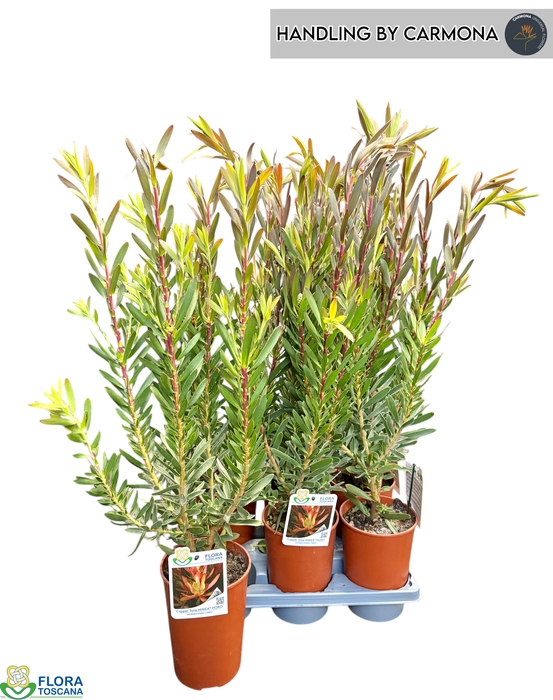 <h4>LEUCOSPERMUM OV</h4>