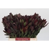 Leucadendron Saf Sunset Dark R.