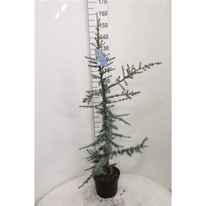 Cedrus libani 'Glauca' P26 H160 potgedrukt