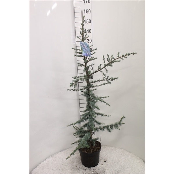 <h4>Cedrus libani 'Glauca' P26 H160 potgedrukt</h4>