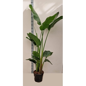 STRELITZIA ALBA