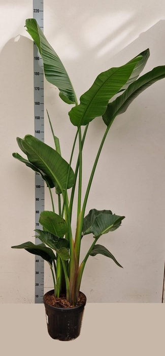 <h4>STRELITZIA ALBA</h4>