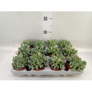 Crassula arborescens 'Curly'