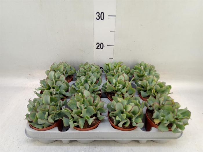 <h4>Crassula arborescens 'Curly'</h4>