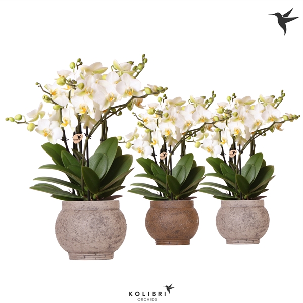 <h4>Kolibri Orchids Phalaenopsis Lausanne in Ancient brown mix</h4>